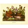 Image 2 : c1946 Audubon Print, #167 Key West Quail-Dove