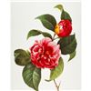 Image 1 : After Pierre-Jospeh Redoute, Floral Print, #16 Camelia panache