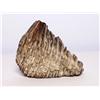 Image 1 : Fossilized Mammoth or Mastodon Molar