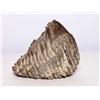 Image 2 : Fossilized Mammoth or Mastodon Molar