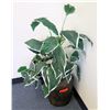Image 1 : Potted Tall Leafy Artificial Plant
