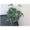 Image 2 : Potted Tall Leafy Artificial Plant