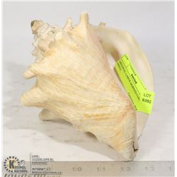 ORIGINAL LARGE HORNED CONCH SHELL