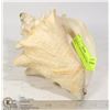 Image 1 : ORIGINAL LARGE HORNED CONCH SHELL