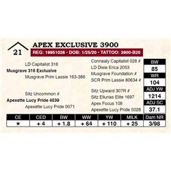 Apex Exclusive 3900