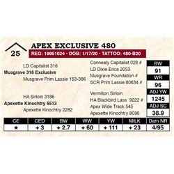 Apex Exclusive 480
