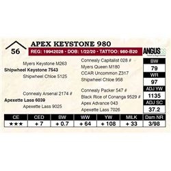 Apex Keystone 980