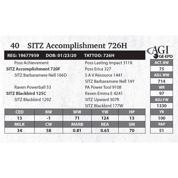 SITZ Accomplishment 726H