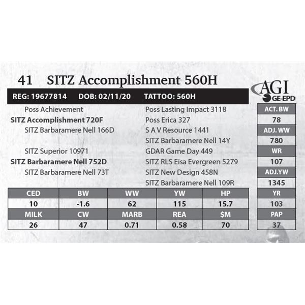 SITZ Accomplishment 560H