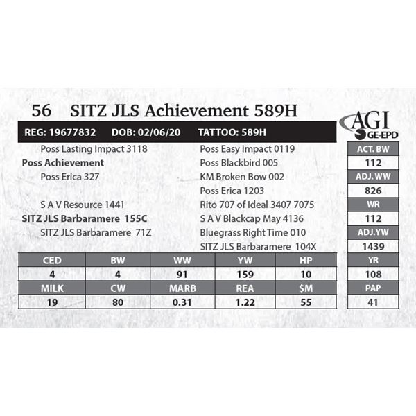 SITZ JLS Achievement 589H