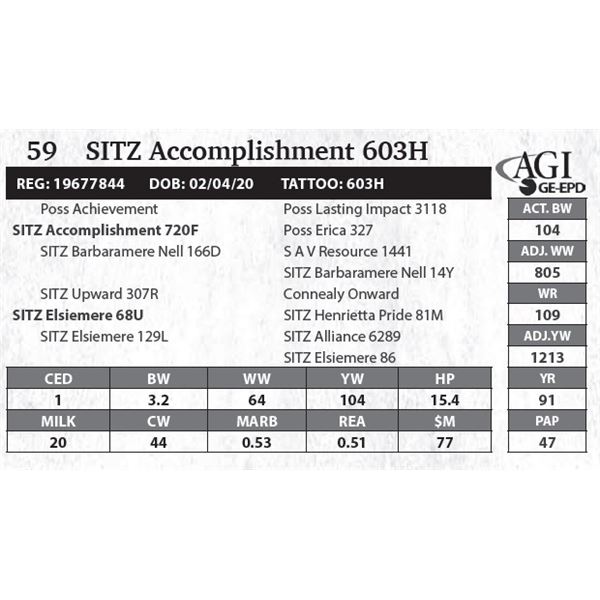 SITZ Accomplishment 603H