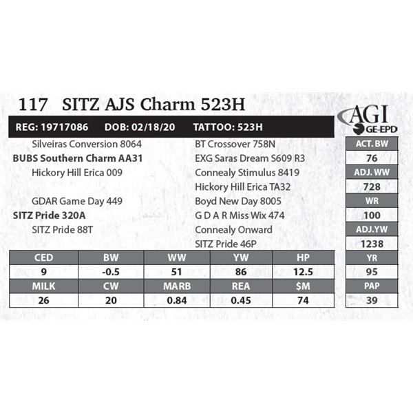 SITZ AJS Charm 523H