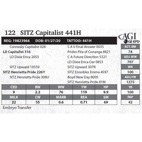 SITZ Capitalist 441H