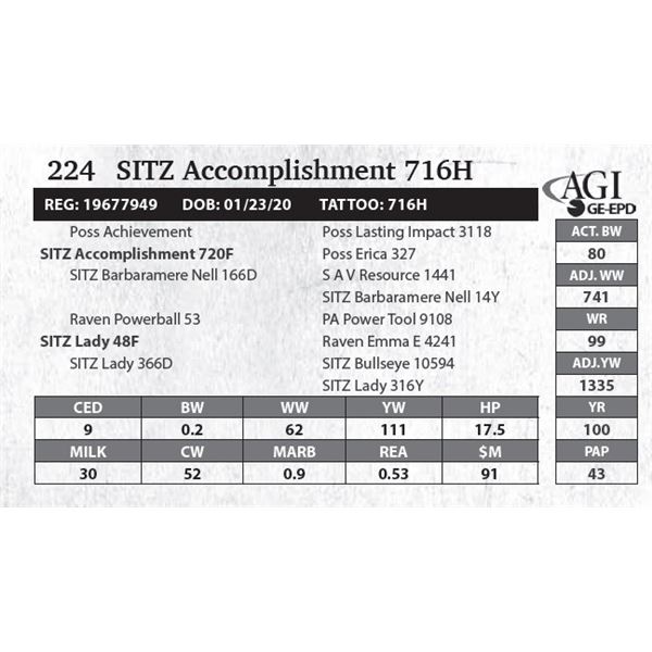 SITZ Accomplishment 716H