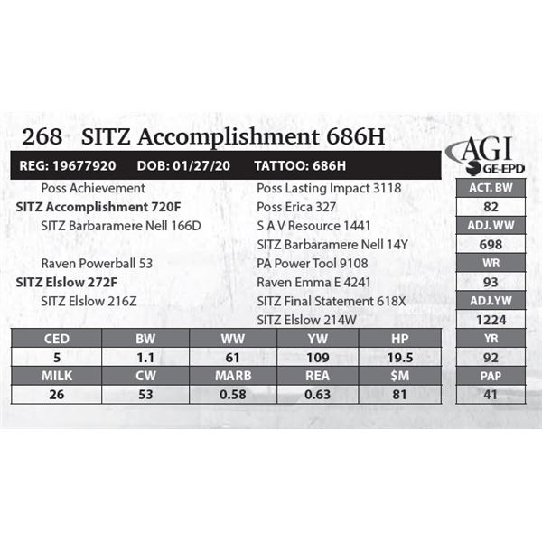 SITZ Accomplishment 686H