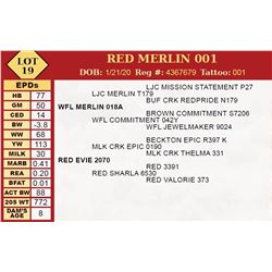 RED MERLIN 001