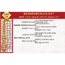 REDSPARTICUS 037