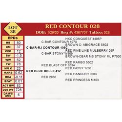 RED CONTOUR 028