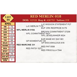 RED MERLIN 018