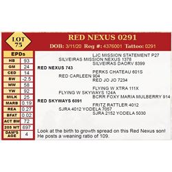 RED NEXUS 0291