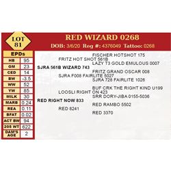 RED WIZARD 0268