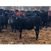 Image 1 : Black Diamond Agro - Average Weight:720, Sex:Heifers, Total Head:85