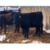 Image 2 : Black Diamond Agro - Average Weight:720, Sex:Heifers, Total Head:85