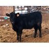 Image 5 : Black Diamond Agro - Average Weight:720, Sex:Heifers, Total Head:85
