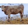 Image 5 : Jay Ranch Inc. - Average Weight:1100, Sex:Bred Heifers, Total Head:12