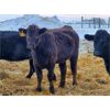 Image 6 : Jay Ranch Inc. - Average Weight:1100, Sex:Bred Heifers, Total Head:12