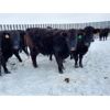 Image 2 : Jay Ranch Inc. - Average Weight:1080, Sex:Bred Heifers, Total Head:30