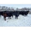 Image 1 : Jay Ranch Inc. - Average Weight:1080, Sex:Bred Heifers, Total Head:30