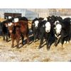 Image 4 : Iron Saddle Ranch - Average Weight:775, Sex:Steers, Total Head:65