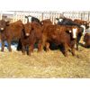 Image 1 : LD Stock Farms - Average Weight:770, Sex:Heifers, Total Head:80