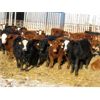 Image 2 : LD Stock Farms - Average Weight:770, Sex:Heifers, Total Head:80