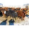 Image 5 : LD Stock Farms - Average Weight:770, Sex:Heifers, Total Head:80