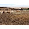 Image 2 : Murray Lake Colony - Average Weight:750, Sex:Heifers, Total Head:23