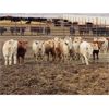 Image 3 : Murray Lake Colony - Average Weight:750, Sex:Heifers, Total Head:23