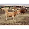 Image 5 : Murray Lake Colony - Average Weight:750, Sex:Heifers, Total Head:23