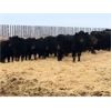 Image 1 : Battle Creek Angus - Average Weight:675, Sex:Steers, Total Head:85