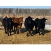 Image 1 : Bar Box Farm - Average Weight:830, Sex:Heifers, Total Head:45