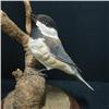 Image 2 : Painted wooden bird carving "Chickadee"; on w