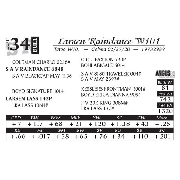 Larsen Raindance W101