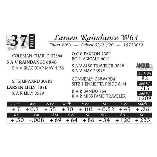 Larsen Raindance W63
