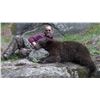 Image 4 : 5-day Idaho Wilderness Horseback Black Bear Hunt for 1 Hunter