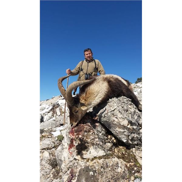 4-Day Spain Southeastern Ibex and Monteria (Driven Hunt) for One Hunter & One Observer