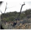 Image 3 : 4-Day Spain Southeastern Ibex and Monteria (Driven Hunt) for One Hunter & One Observer