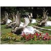Image 2 : 3-Day Austria or Hungary (Winner's Choice) Fallow Deer Hunt for 2 Hunters