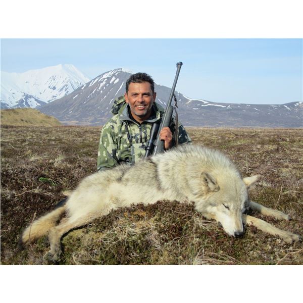 6-day Alaskan Peninsula Wolf & Wolverine Combo Hunt for 1 Hunter