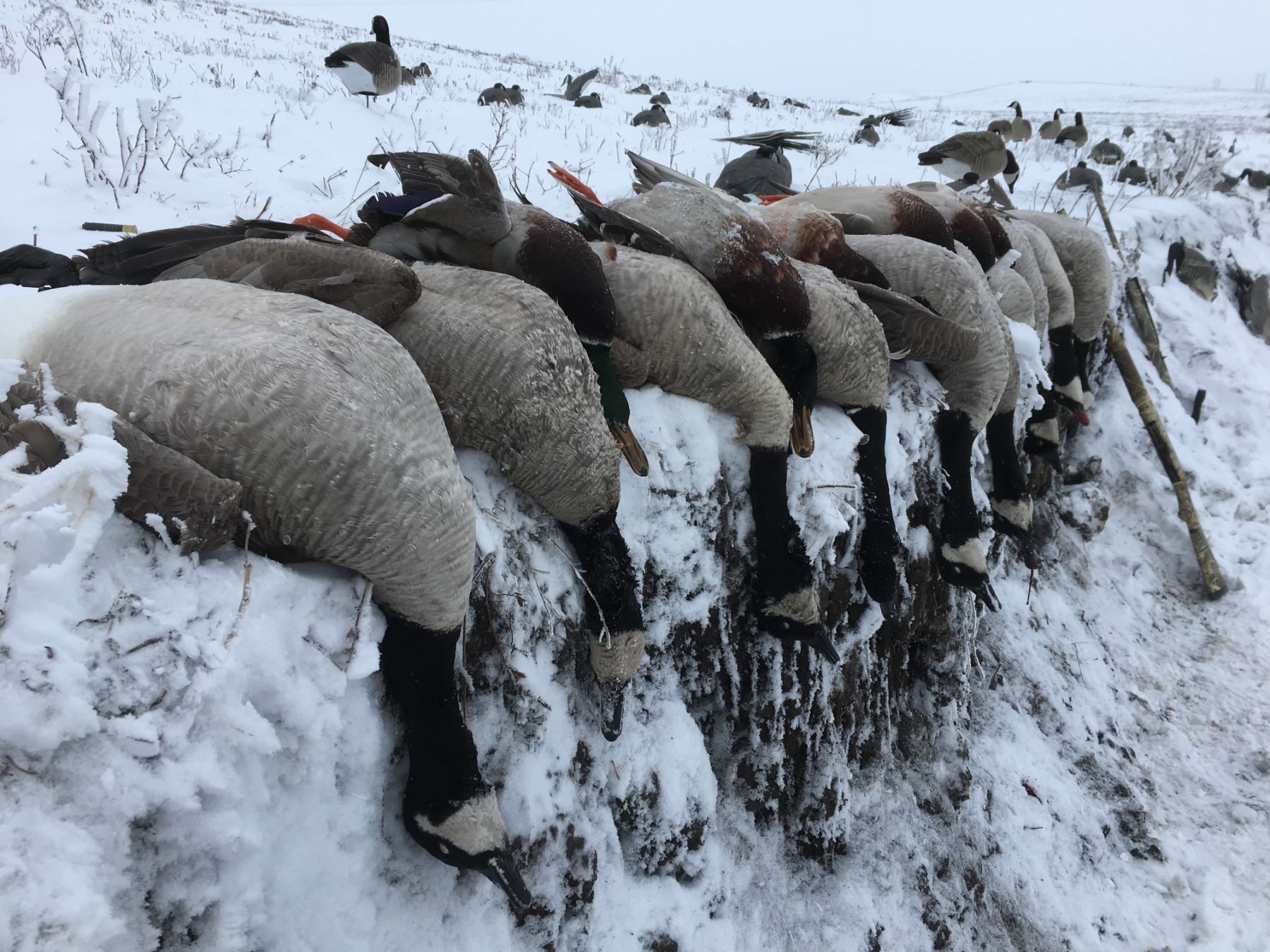 4 Day North Dakota Waterfowl Hunt For 2 Hunters